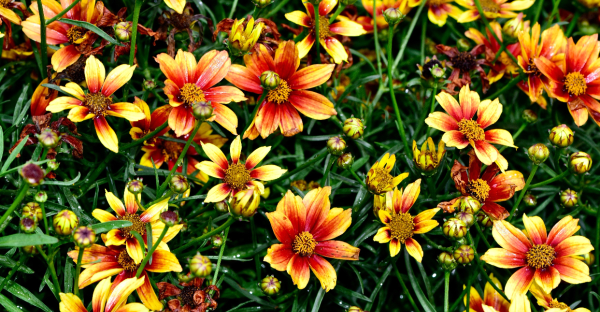 coastal coreopsis