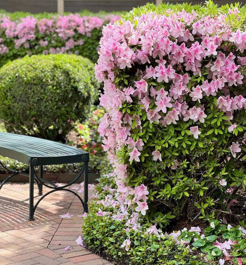 Spring Flowering Shrubs Should Be Fed After Bloom