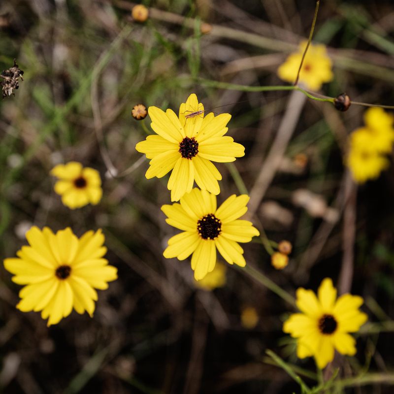 Coreopsis Brings Bright Yellow Blooms Across Florida