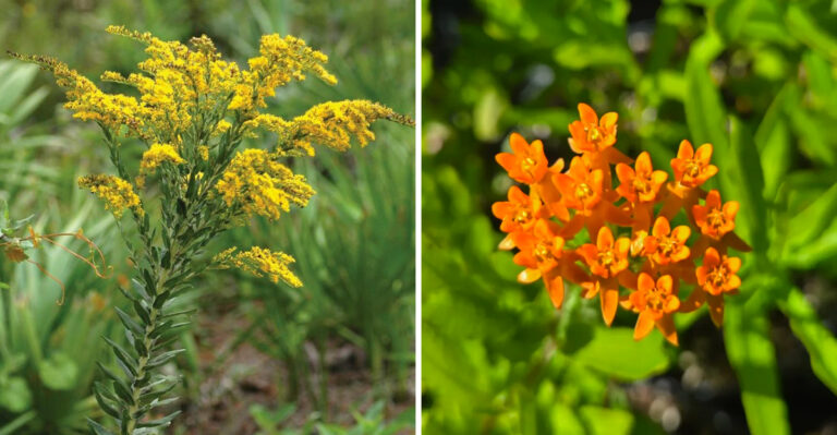 Native Florida Perennials That Hit Their Stride In April