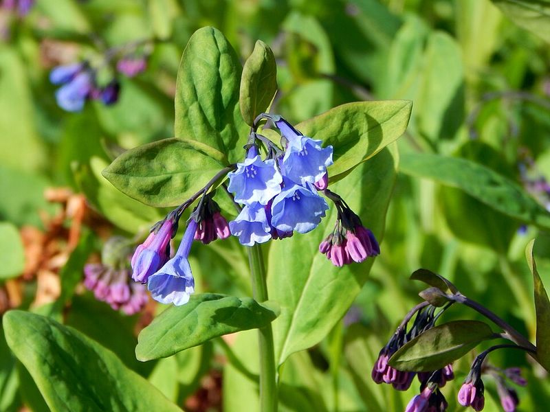 Virginia Bluebells Thrive When Planted In Cool Early Spring Soil