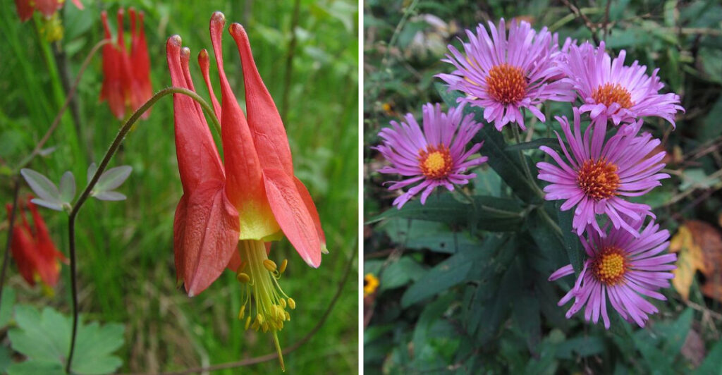 April Native Native Flowers To Plant In Pennsylvania During April And Those That ...