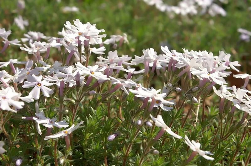 Moss Phlox Forms Colorful Mats In Sunny Spots