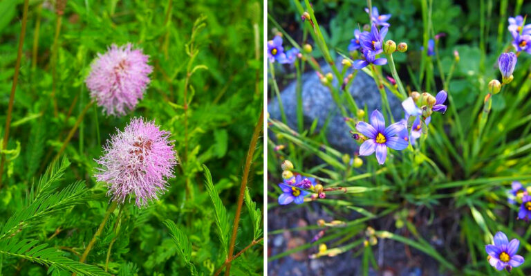 Native Georgia Groundcovers That Choke Out Weeds And Handle Summer Heat