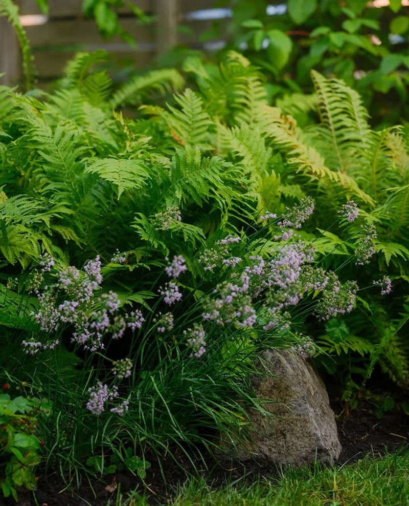Christmas Fern Handles Deep Shade And Clay Soil With Ease