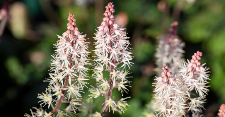 plant (featured image)