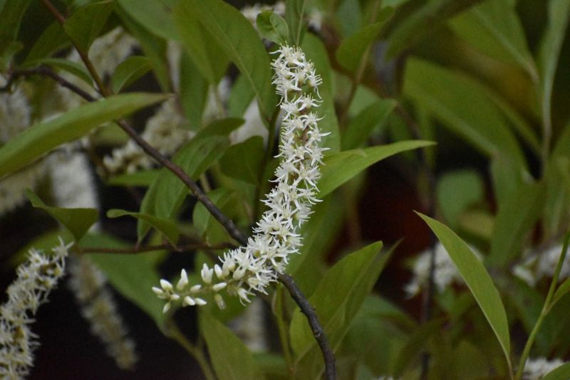 Virginia Sweetspire Offers Soft Blooms Along Borders
