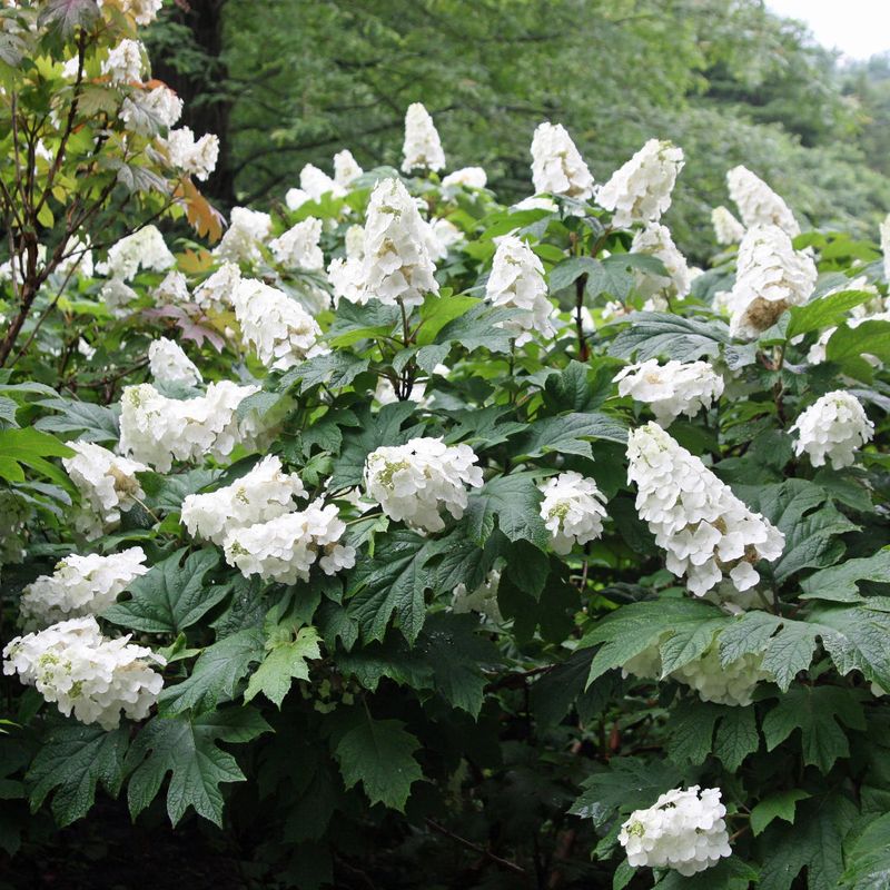 Oakleaf Hydrangea Adds Bold Leaves And Seasonal Interest
