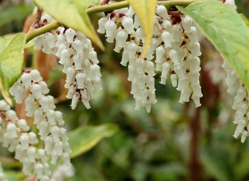 Fetterbush Provides Evergreen Growth In Partial Shade
