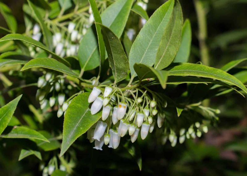 Florida Doghobble Forms Dense Growth In Shady Areas