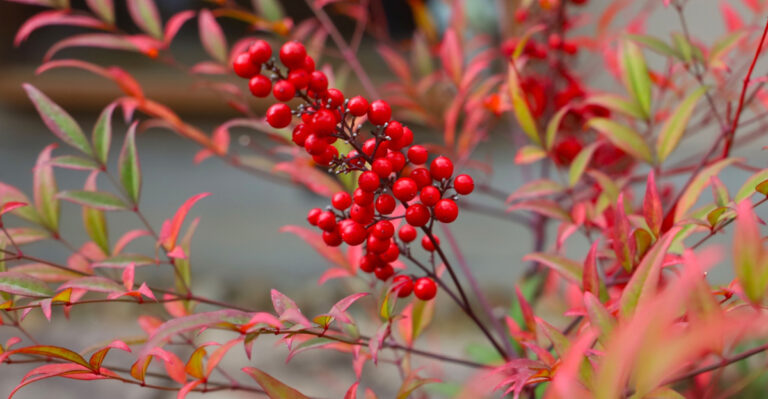 Native Georgia Plants To Grow Instead Of Nandina Along Fence Lines
