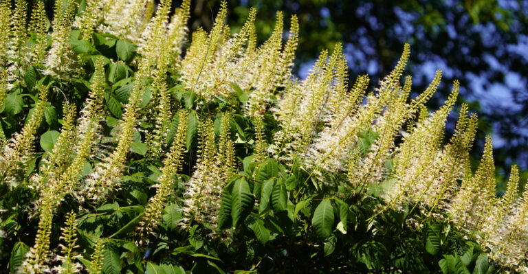 shrub (featured image)