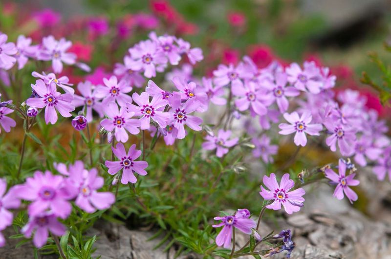 Creeping Phlox For A Colorful Spring Carpet
