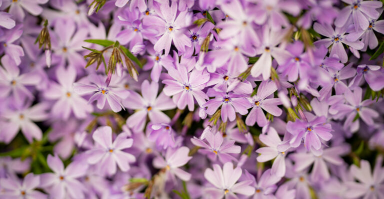 Native Groundcovers That Work In Western North Carolina Mountain Yards