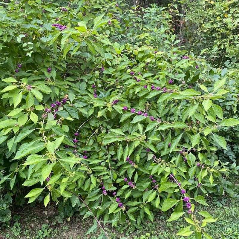 Performs Well Without Extra Prep Or Added Materials