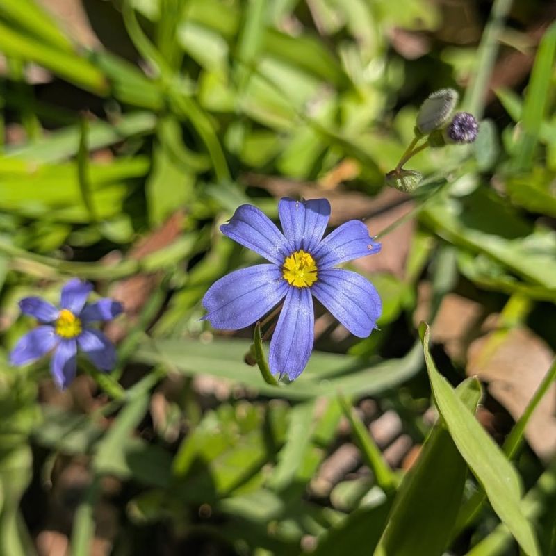 Blue-Eyed Grass That Stays Light And Airy