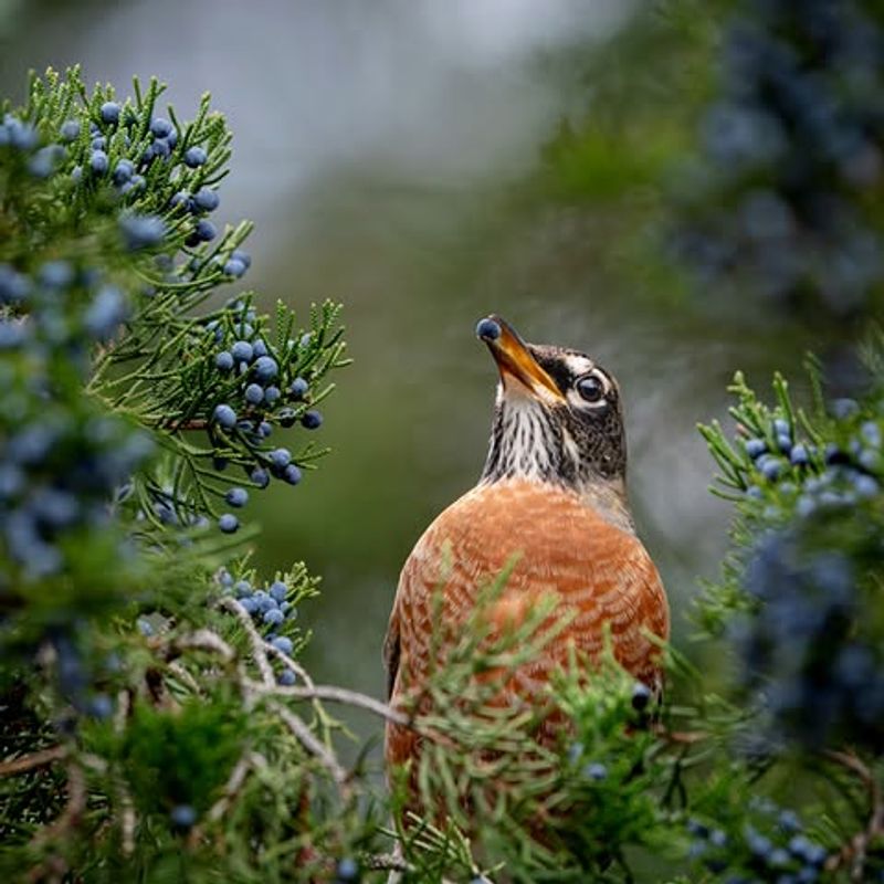Eastern Red Cedar Gives Year Round Cover