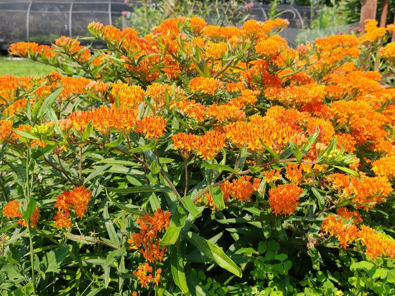 Butterfly Weed (Asclepias tuberosa)