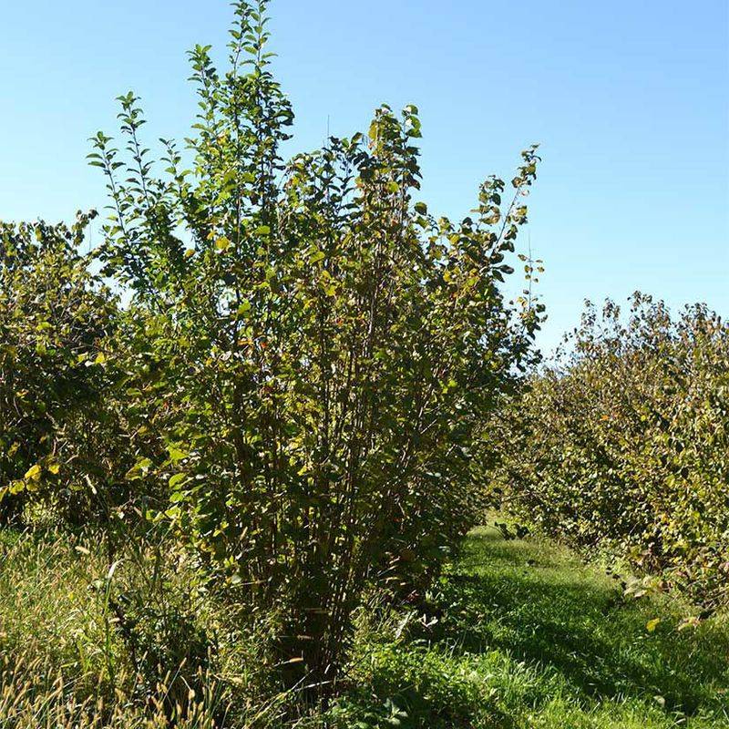 American Hazelnut (Corylus americana)