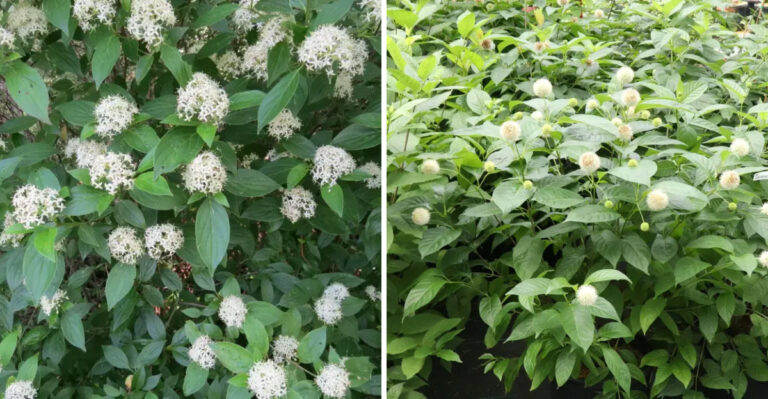 Native Michigan Shrubs That Outperform Arborvitae As Privacy Screens In Tough Spots