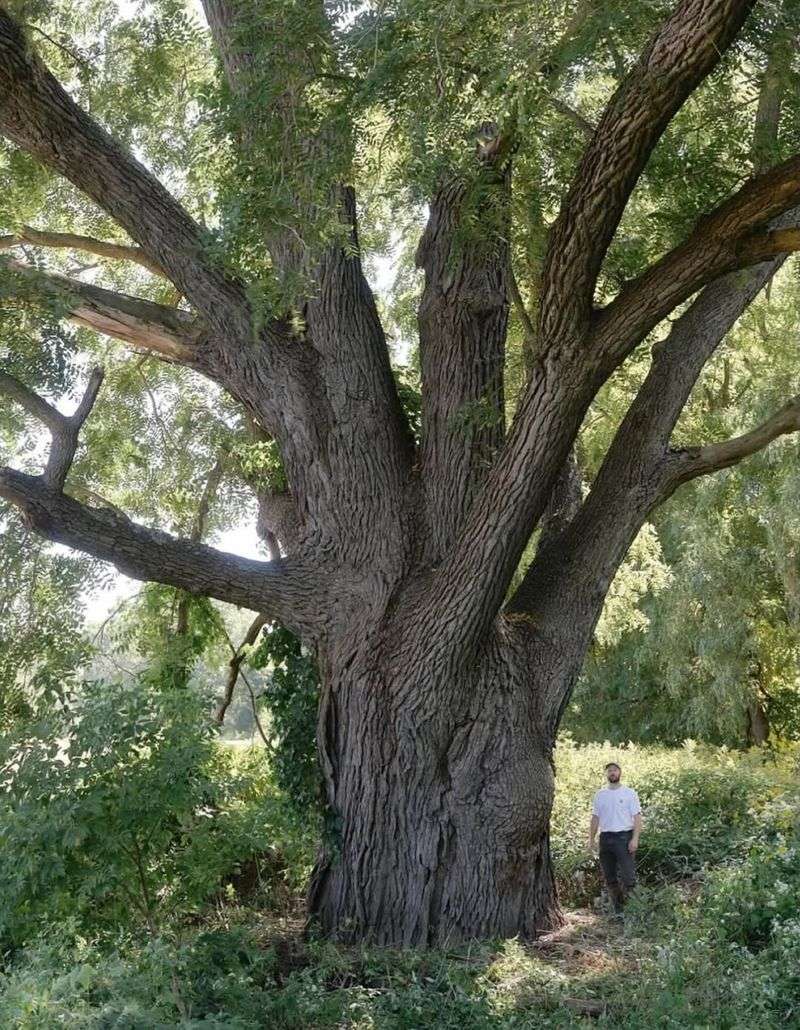White Oak (Quercus alba)