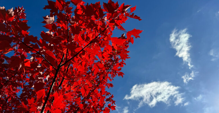 red maple tree