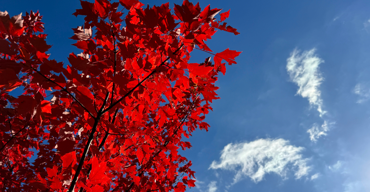 red maple tree