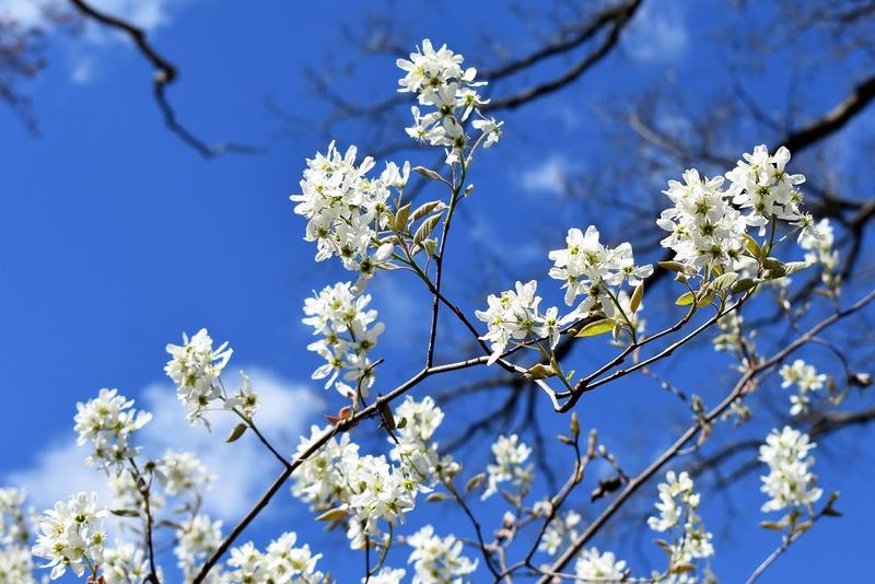 Serviceberry (Amelanchier arborea)