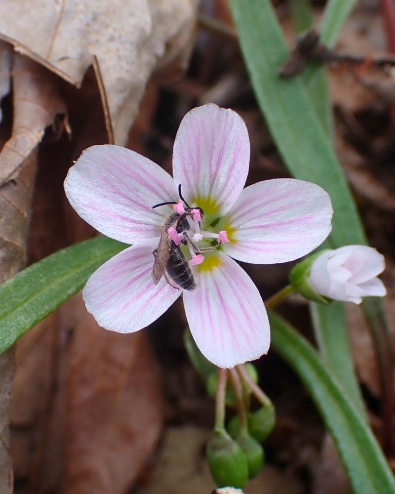 Spring Beauty (Claytonia virginica)