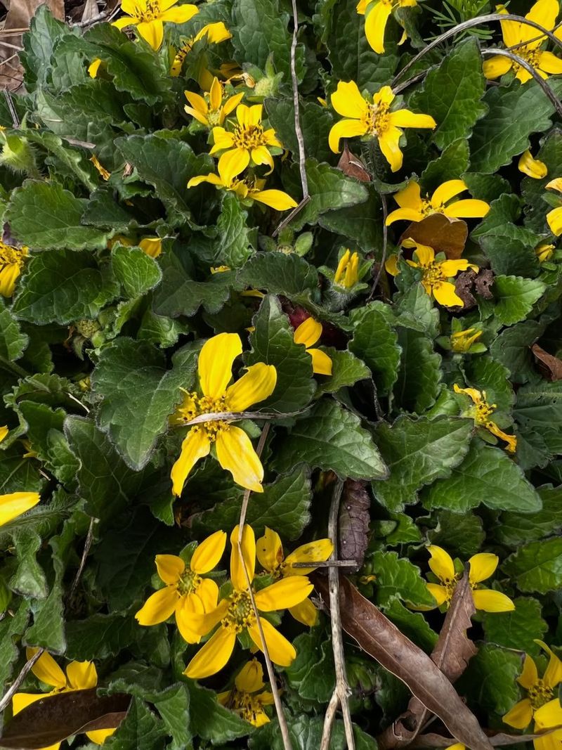 Green And Gold (Chrysogonum virginianum)