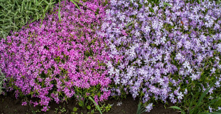 phlox groundcover