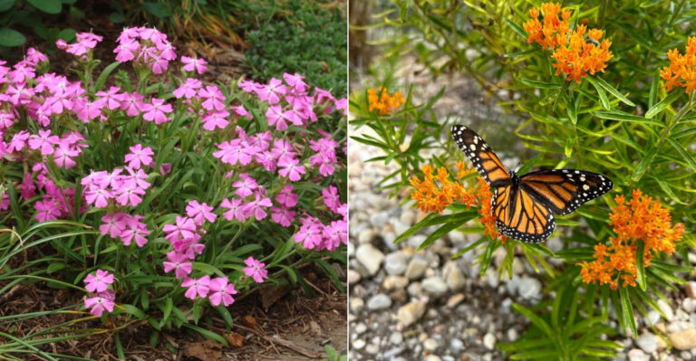 Native North Carolina Plants That Add Color In Spring Without High Maintenance