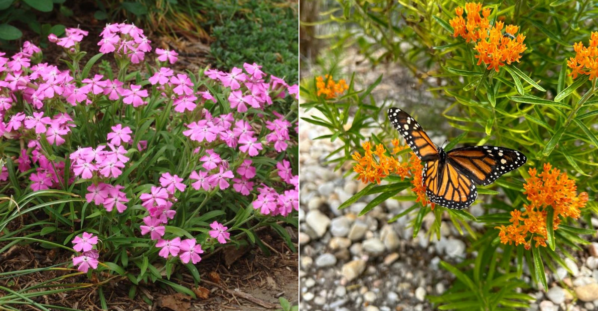 Native North Carolina Plants That Add Color In Spring Without High Maintenance