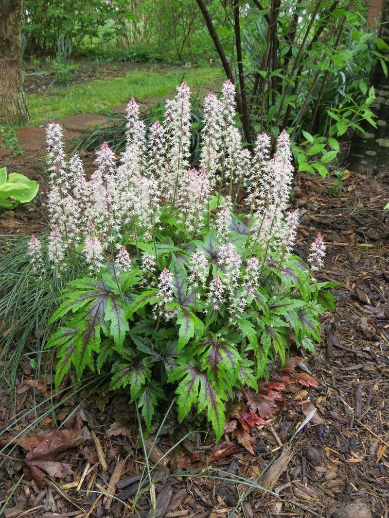 Foamflower (Tiarella cordifolia)
