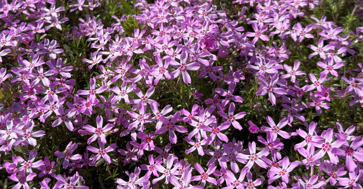native phlox
