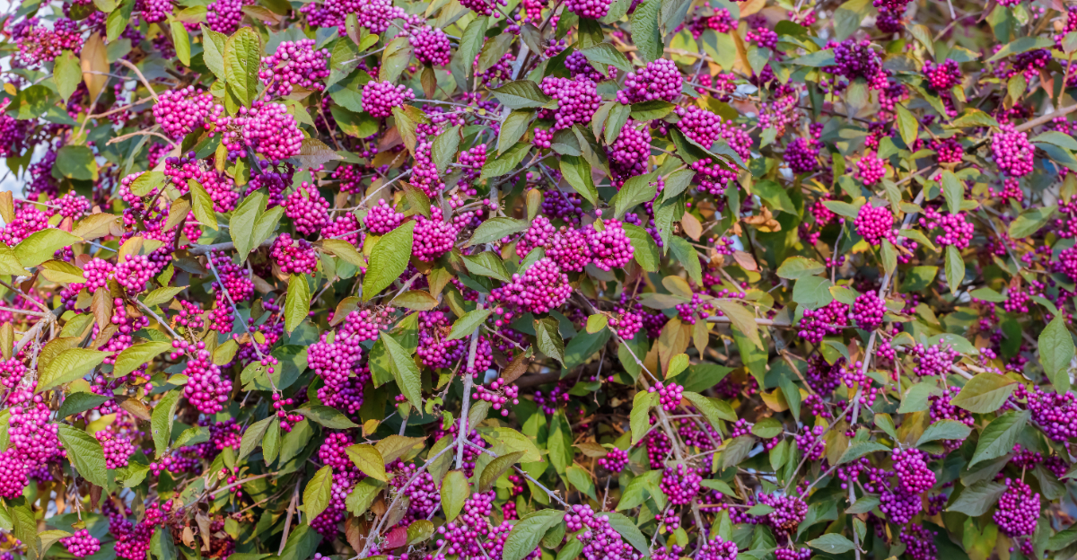 american beautyberry