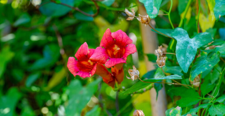 Native North Carolina Vines That Cover Fences Faster Than Wisteria Without The Problems