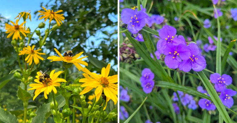 Native Ohio Perennials That Outperform Daylilies Long-Term