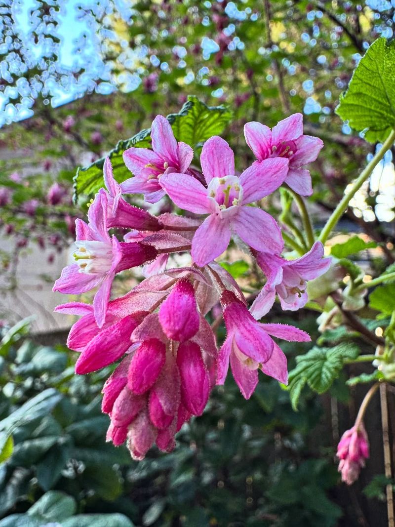 Red-Flowering Currant Offers Early Nectar On A Native Shrub