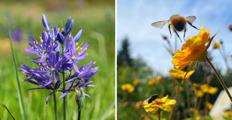 Native Oregon Plants That Feed Pollinators From Spring Into Fall Without A Gap