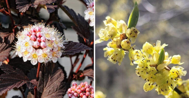 Native Pennsylvania Shrubs That Outperform Barberry In Home Landscapes