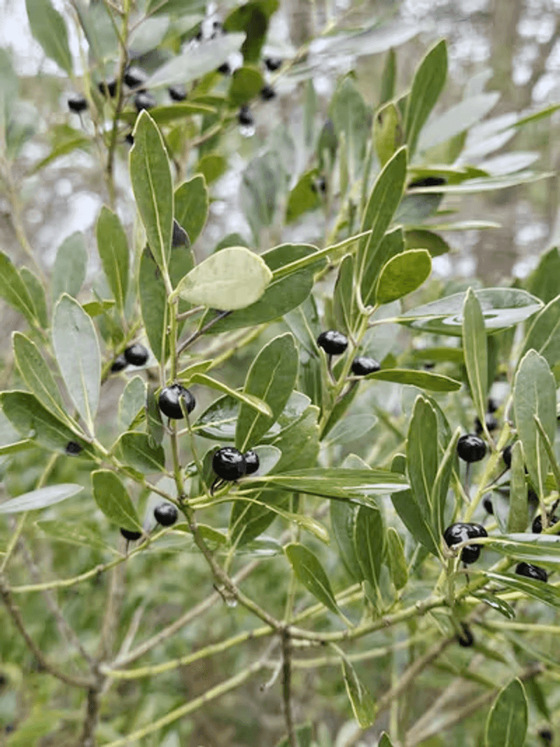 Inkberry Holly Brings Evergreen Structure Without The Trouble