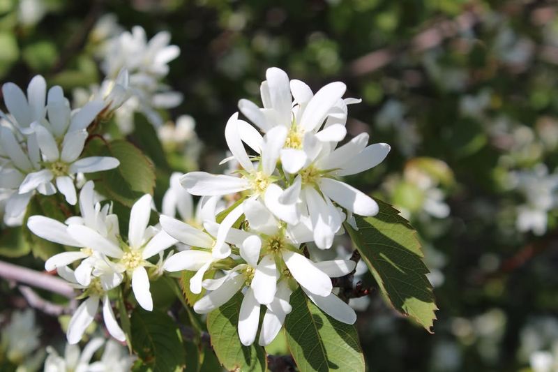 Serviceberry That Brings Four Season Charm