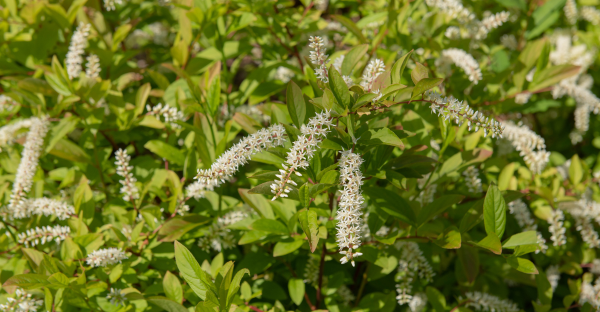 Native Pennsylvania Shrubs That Thrive In Front Yards When Planted In Spring