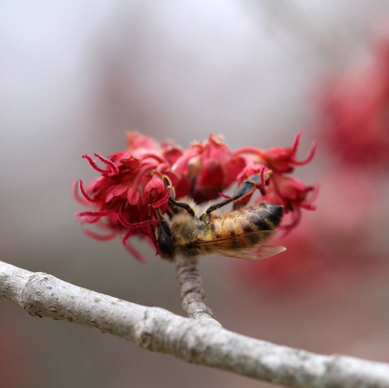 Red Maple Provides Early Pollen And Nectar