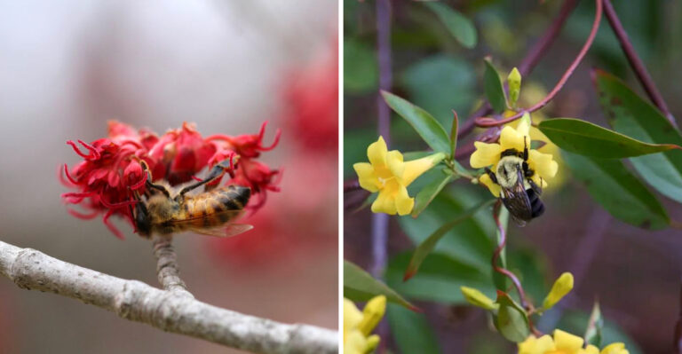 Native Plants For Western North Carolina Mountain Gardens That Feed Early Pollinators