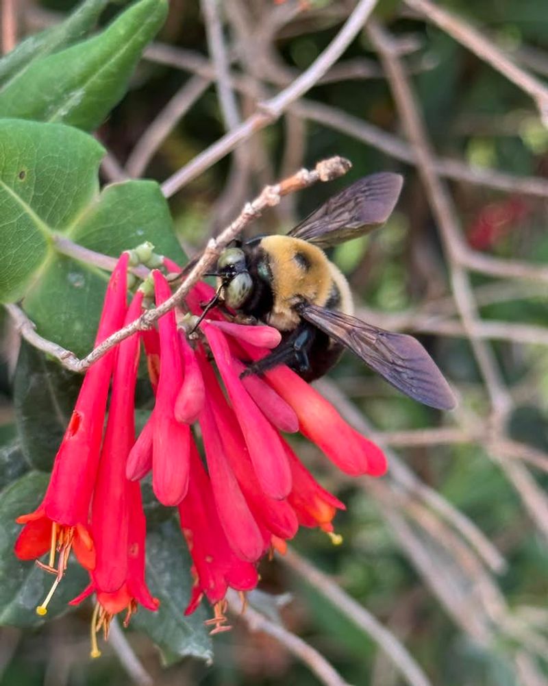 Pesticide-Free Spaces Keep Bees Active