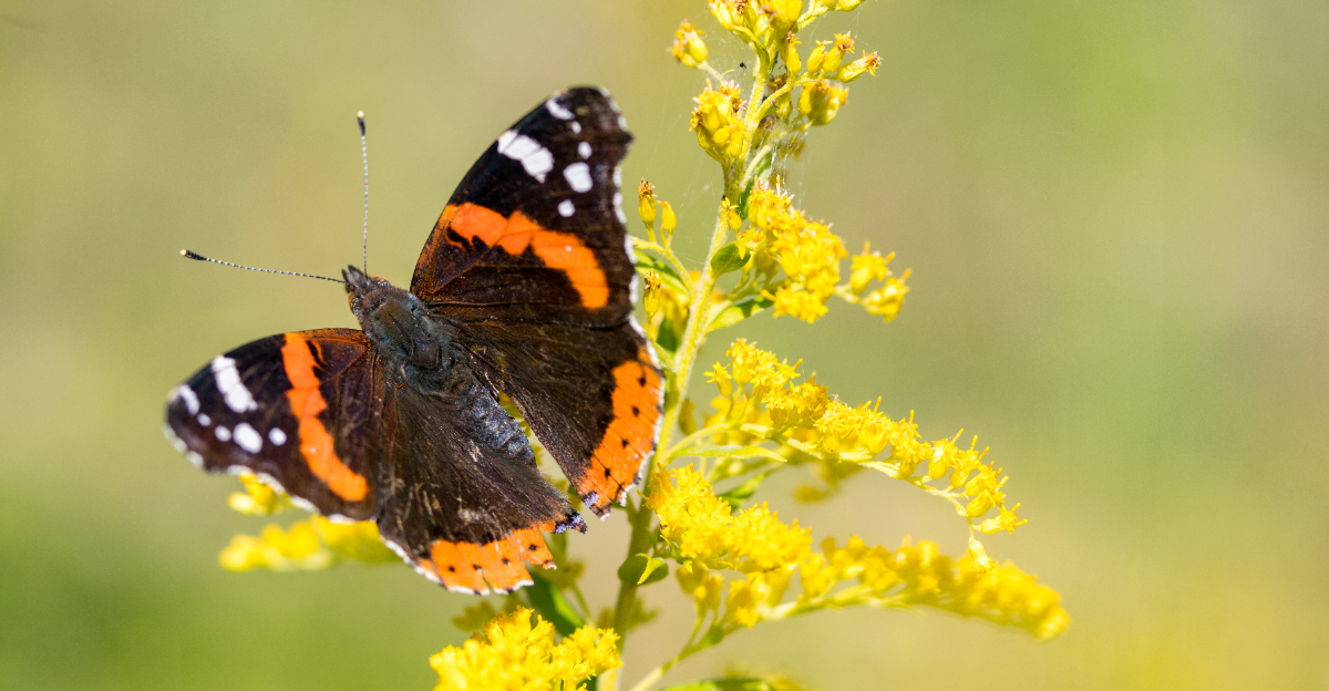 butterfly on goldenrod