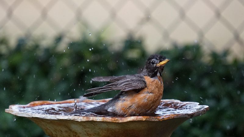 Fresh Water Sources Support Birds, Bees, And Beneficial Insects