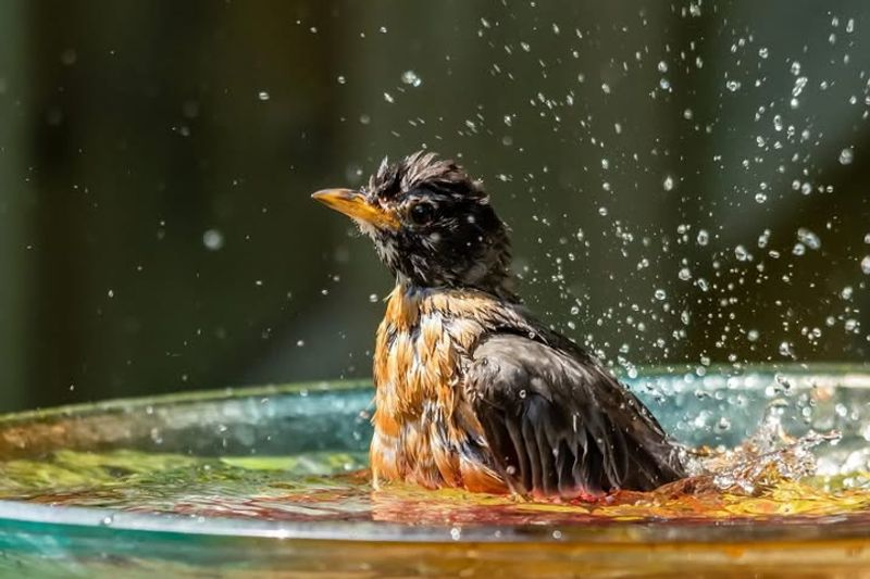 Safe, Shallow Water For Drinking And Bathing